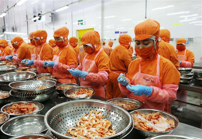 Chế biến tôm xuất khẩu tôm của Công ty TNHH Thông Thuận-Chi nhánh Ninh Thuận. (Ảnh: Công Thử/TTXVN) ''Thủy sản phải giữ vững sự phát triển trên cả ba trụ cột'' ảnh 1
