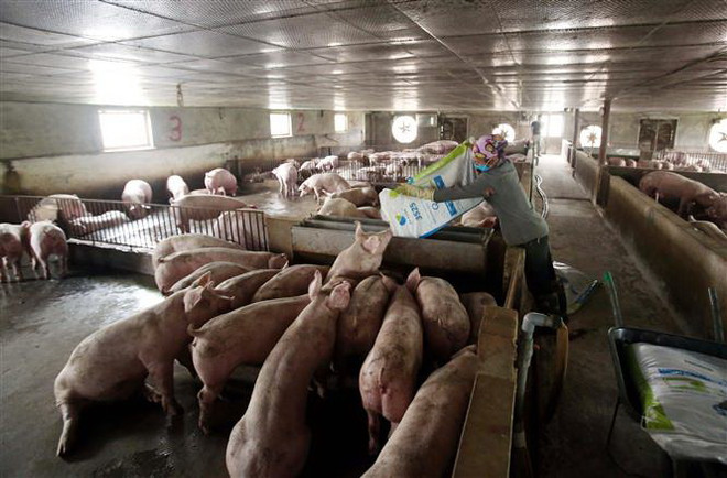 Tổng cục Hải quan đưa ra nhiều giải pháp chống xuất lậu lợn ảnh 1