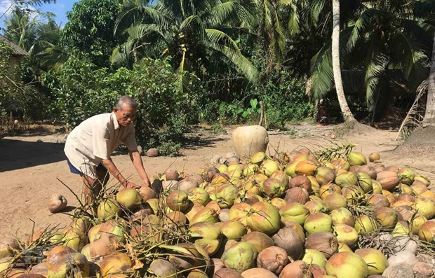 (Ảnh minh họa: Thanh Hòa/TTXVN) Giá dừa khô giảm sâu xuống mức thấp kỷ lục trong những năm gần đây ảnh 1