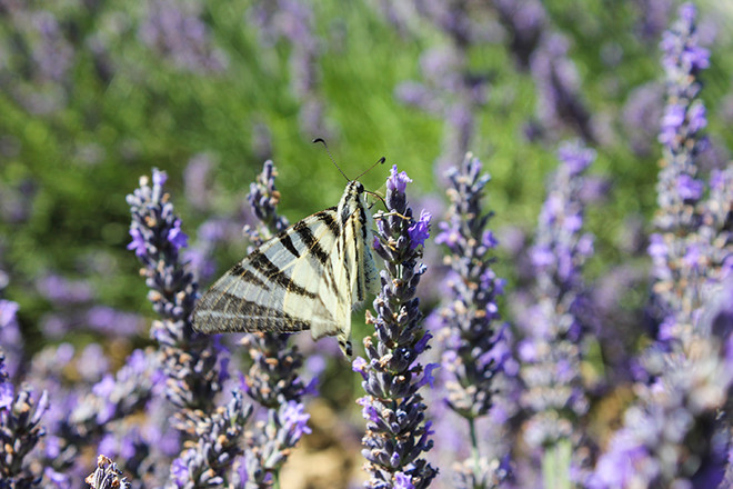 Khám phá những ngôi làng ở nước Pháp nhỏ, xinh và rất tình ảnh 13