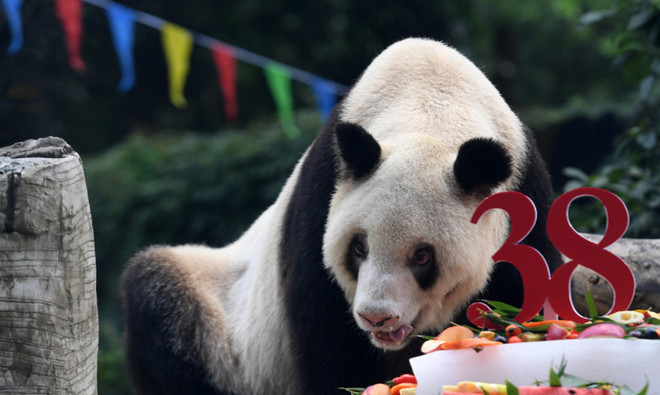 Trung Quốc: Con gấu trúc khổng lồ già nhất thế giới qua đời ảnh 1