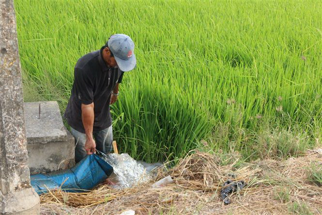 Người dân bơm nước chống hạn cho lúa. (Ảnh minh họa. Nguồn: TTXVN) Tỉnh Cà Mau dốc toàn lực ứng phó với tình trạng hạn, mặn ảnh 1