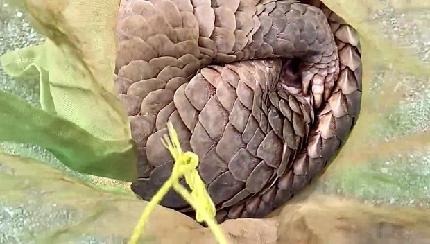 Khởi tố đối tượng vận chuyển trái phép động vật nguy cấp, quý hiếm ảnh 1