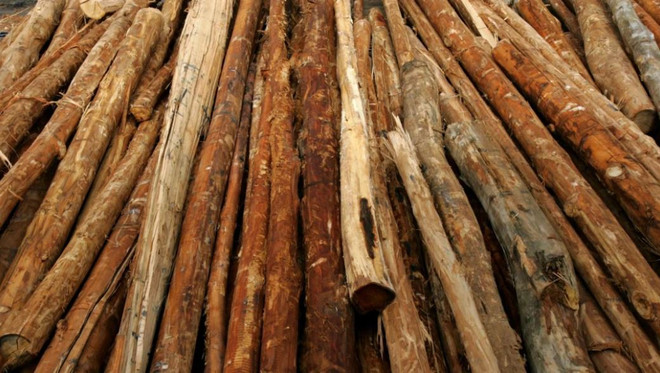 Tập đoàn Nhật Bản sản xuất nhiên liệu cho máy bay từ gỗ rừng ảnh 1