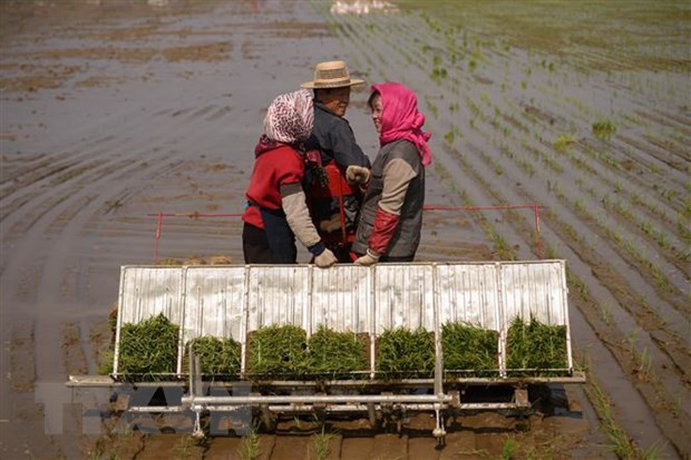Đảng Lao động Triều Tiên thông qua nghị quyết phát triển nông nghiệp ảnh 1