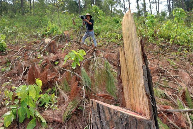 Lâm Đồng làm rõ vụ phá rừng thông 50 tuổi theo phản ánh báo chí ảnh 1