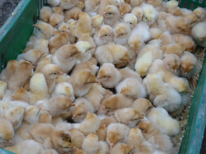 Cần có hàng rào kỹ thuật đủ mạnh khi nhập gà từ Trung Quốc ảnh 1