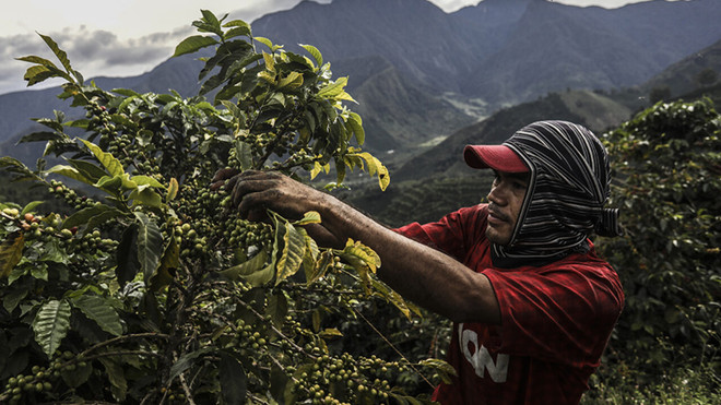 Thị trường nông sản thế giới: Giá gạo Ấn Độ, Thái Lan đều giảm ảnh 2