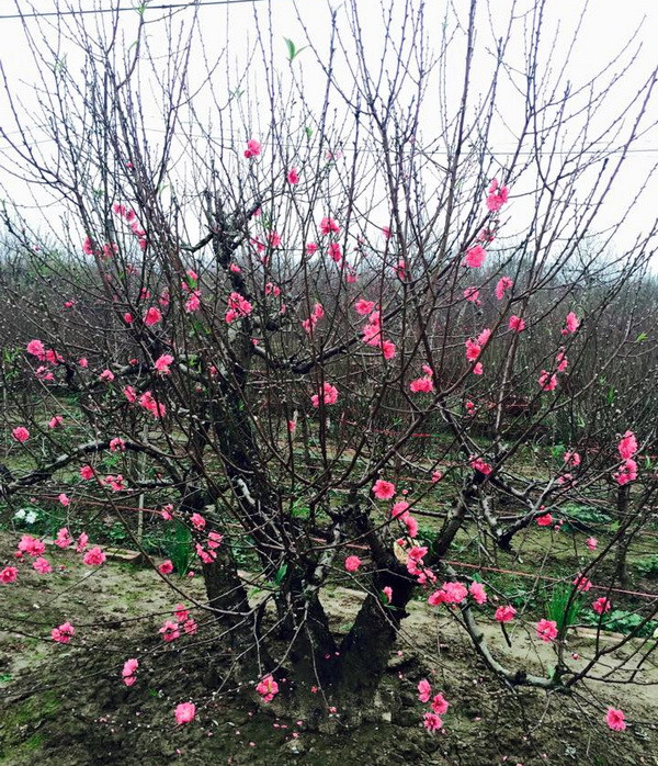 Đào Nhật Tân - Biểu tượng văn hóa Tết của người Hà Nội ảnh 2