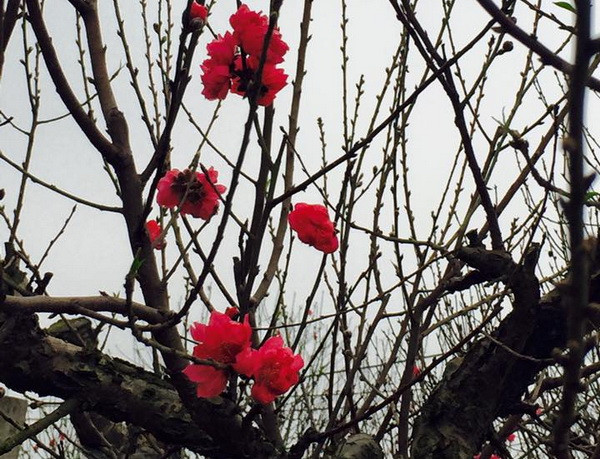 Đào Nhật Tân - Biểu tượng văn hóa Tết của người Hà Nội ảnh 6