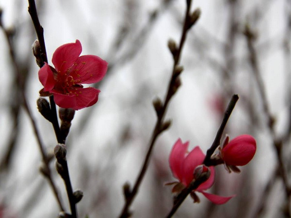 Đào Nhật Tân - Biểu tượng văn hóa Tết của người Hà Nội ảnh 7