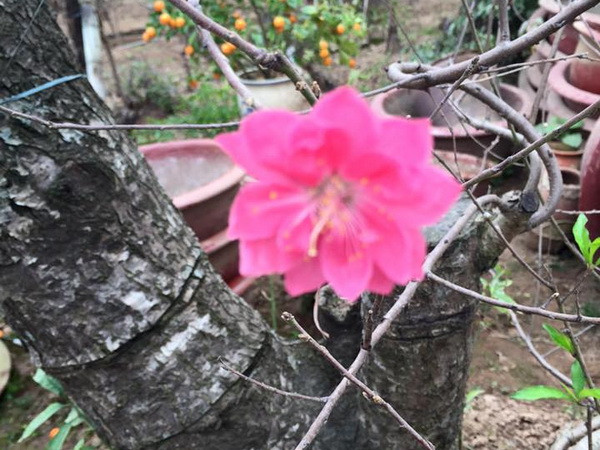 Đào Nhật Tân - Biểu tượng văn hóa Tết của người Hà Nội ảnh 5