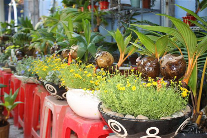 Thành phố Hồ Chí Minh: Nhà vườn thấp thỏm lo đầu ra hoa tết ảnh 2