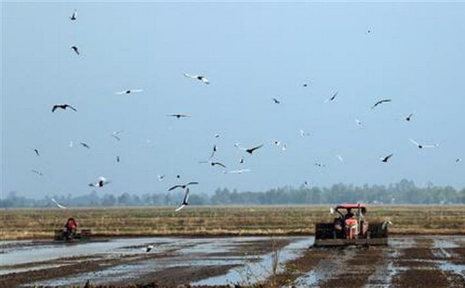 Đồng bằng sông Cửu Long xuống giống sớm vụ Đông Xuân để né hạn, mặn ảnh 1