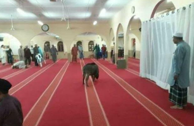 Lợn rừng tấn công nhà thờ Hồi giáo ở Malaysia, một người bị thương ảnh 1