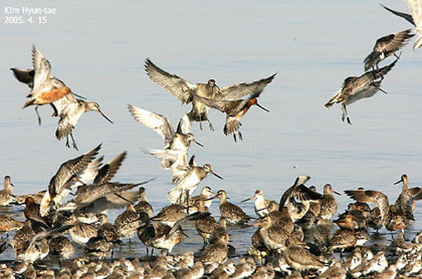 Hàn Quốc tăng công tác kiểm dịch virus cúm gia cầm vào mùa chim di cư ảnh 1