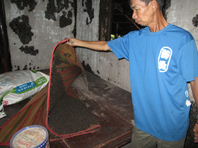 Bọ đậu đen hoành hành gây xáo trộn sinh hoạt của dân Bình Phước ảnh 1