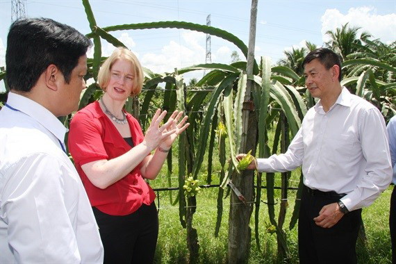 Đại sứ Wendy Matthews cùng đại diện Viện Nghiên cứu Plant and Food Research (New Zealand) khảo sát mô hình Thanh long Tỉnh ở Tiền Giang. (Ảnh do Đại sứ quán cung cấp) Hướng tới mối quan hệ đối tác chiến lược Việt Nam-New Zealand ảnh 2