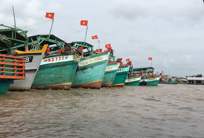 Cà Mau có đội tàu khai thác thủy hải sản lớn, với sản lượng bình quân trên 200.000 tấn/năm. (Ảnh: Thế Anh/TTXVN) Sản phẩm tôm Cà Mau chinh phục thị trường "khó tính" Hoa Kỳ ảnh 1