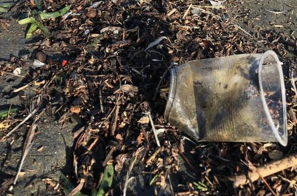 Mỹ: Khoảng 11.000 tỷ hạt siêu nhỏ bị xả vào vịnh San Francisco ảnh 1