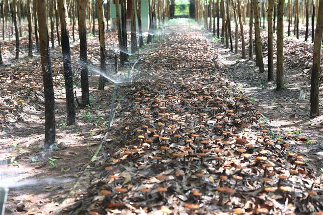 Đắk Lắk: Hiệu quả của mô hình trồng nấm Linh chi đỏ dưới tán rừng ảnh 2