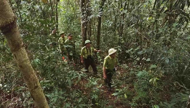 Kon Tum và Attapeu của Lào tăng cường công tác quản lý, bảo vệ rừng ảnh 1