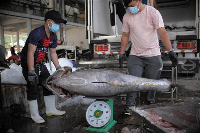 Nỗ lực ngăn chặn tàu cá vi phạm tại vùng biển nước ngoài ảnh 1