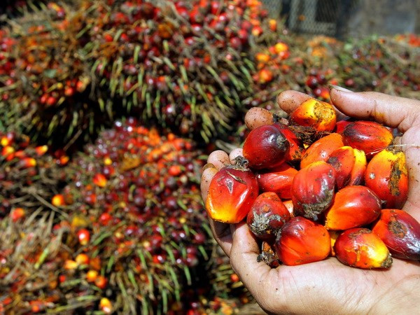 Indonesia giảm mục tiêu xuất khẩu xuống hơn 180 tỷ USD ảnh 1