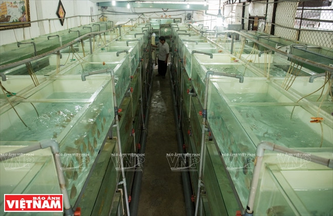 Người dân Bình Dương làm giàu từ mô hình nuôi cá dĩa thương phẩm ảnh 1