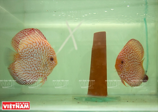 Người dân Bình Dương làm giàu từ mô hình nuôi cá dĩa thương phẩm ảnh 9