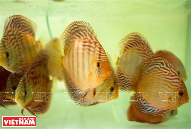 Người dân Bình Dương làm giàu từ mô hình nuôi cá dĩa thương phẩm ảnh 15