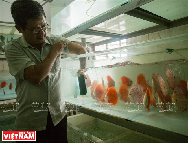 Người dân Bình Dương làm giàu từ mô hình nuôi cá dĩa thương phẩm ảnh 2