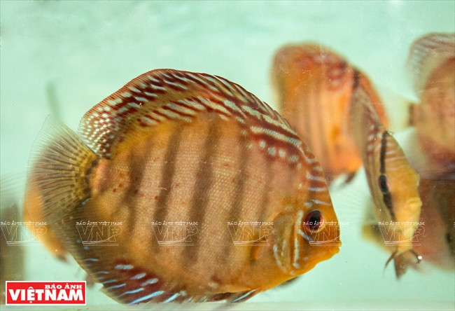 Người dân Bình Dương làm giàu từ mô hình nuôi cá dĩa thương phẩm ảnh 14