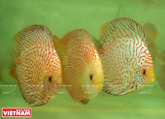 Người dân Bình Dương làm giàu từ mô hình nuôi cá dĩa thương phẩm ảnh 16