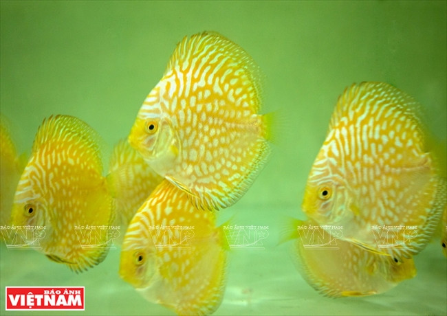 Người dân Bình Dương làm giàu từ mô hình nuôi cá dĩa thương phẩm ảnh 12