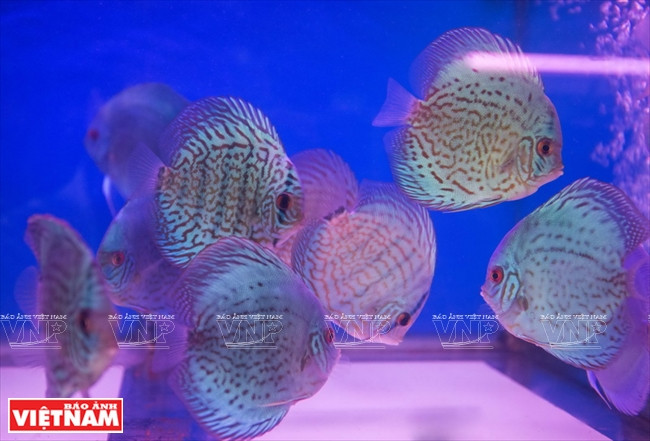 Người dân Bình Dương làm giàu từ mô hình nuôi cá dĩa thương phẩm ảnh 10