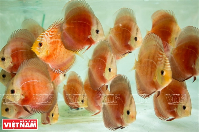 Người dân Bình Dương làm giàu từ mô hình nuôi cá dĩa thương phẩm ảnh 11