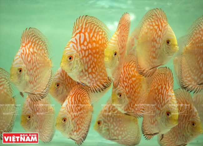 Người dân Bình Dương làm giàu từ mô hình nuôi cá dĩa thương phẩm ảnh 13