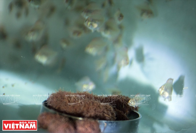 Người dân Bình Dương làm giàu từ mô hình nuôi cá dĩa thương phẩm ảnh 7