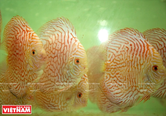 Người dân Bình Dương làm giàu từ mô hình nuôi cá dĩa thương phẩm ảnh 17