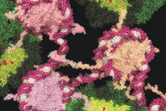 Australia phát triển thành công loại thuốc mới “ru ngủ” tế bào ung thư ảnh 1