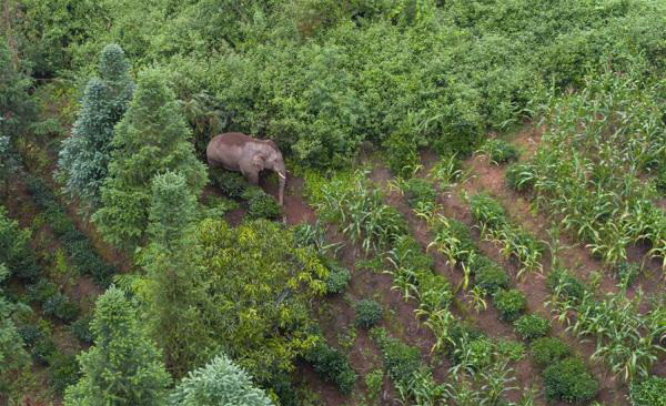 Cảnh quay hiếm có về cuộc "trò chuyện" của hai chú voi ảnh 1