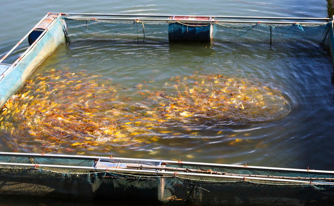 Những động lực thúc đẩy tăng trưởng kinh tế trong quý tới ảnh 1