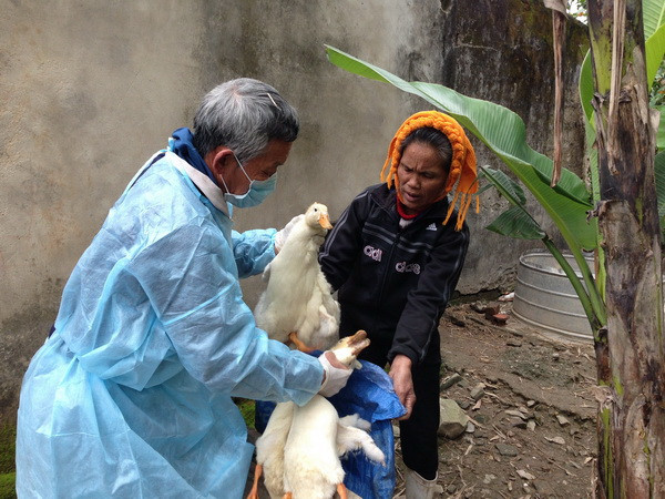 Xuất hiện ổ bệnh cúm gia cầm A/H5N1 tại tỉnh Đắk Lắk ảnh 1