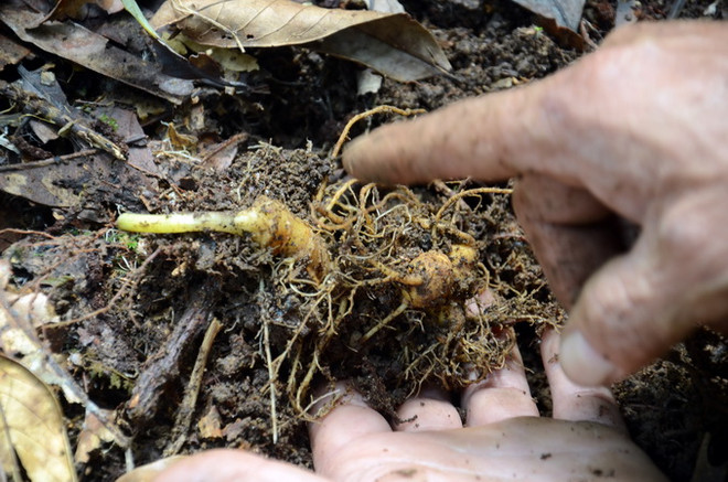 Vụ trộm hơn 500 gốc sâm Ngọc Linh: Bắt khẩn cấp đồng phạm ảnh 1