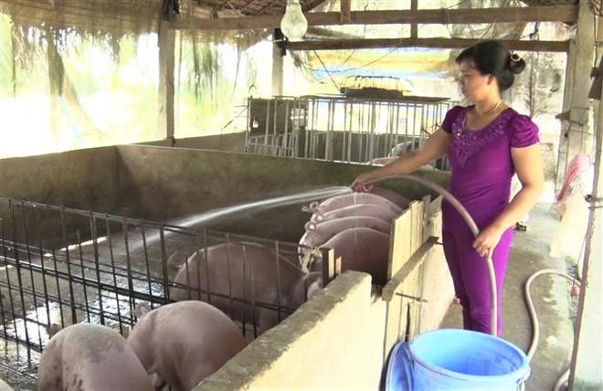 Ngành nông nghiệp tỉnh An Giang phấn đấu phục hồi 80% số lượng lợn đã bị tiêu hủy do dịch bệnh tả lợn châu Phi. (Ảnh: Thanh Sang/TTXVN) Bộ trưởng NN&PTNT: Đẩy mạnh tái đàn lợn an toàn bù thiếu nguồn cung ảnh 1