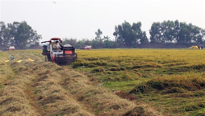 (Ảnh minh họa. Lê Huy Hải/TTXVN) Nông dân tự giác phòng dịch bệnh khi ra đồng thu hoạch nông sản ảnh 1
