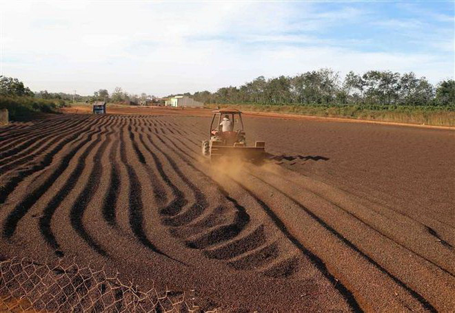 Càphê là một trong các mặt hàng xuất khẩu chủ lực của Việt Nam đạt kim ngạch xuất khẩu trên 1 tỷ USD/năm. (Ảnh: TTXVN) Phó Thủ tướng: Phấn đấu hoàn thành kế hoạch phát triển KT-XH 2020 ảnh 4