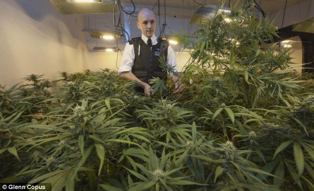 Anh: Khung hình phạt nhẹ, ngành công nghiệp cần sa phát triển bùng nổ ảnh 1