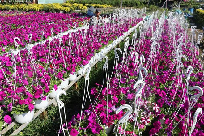 Tám làng hoa nổi tiếng bước vào mùa đẹp nhất trong năm ảnh 7